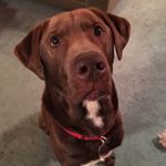 Profile Picture of Herman Munson Chapman (@mynameisherman) on Instagram