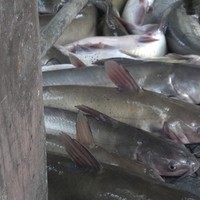 Profile Picture of Johnny Singletary (@johnny-singletary-1) on Quora