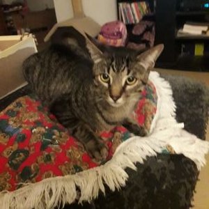 Profile Picture of Tracy Hamm (@TracyHamm15) on Twitter