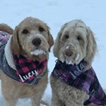 Profile Picture of Lola & Lucy Leonard (@lola.lucy_leonard) on Instagram