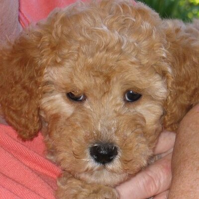 Profile Picture of Michael Veltman (@Veltman_M) on Twitter