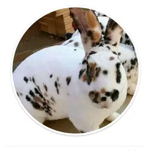 Profile Picture of شيبوب (@chiboub16) on Tiktok