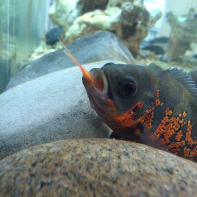 Profile Picture of Jeff Mix (@MrMixclass) on Twitter