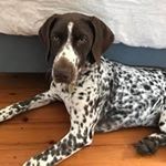 Profile Picture of German Shorthaired Pointer (@marilyn.p.mahoney) on Instagram