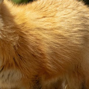 Profile Picture of Benjamin Rubin (@bentheawesome100) on Youtube