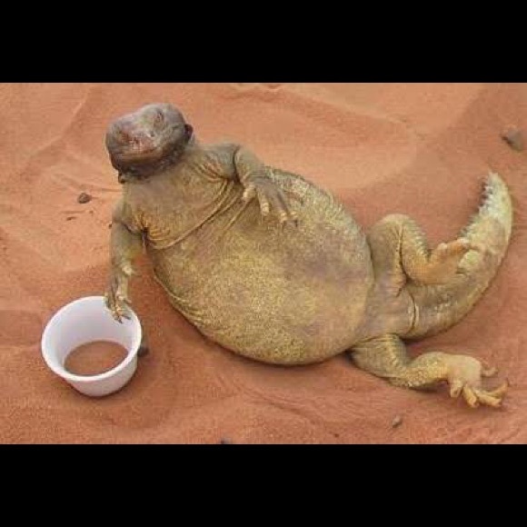 Profile Picture of Ammar Agha (@navibaghdad) on Poshmark