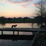 Profile Picture of Lindsey Hinds (@lkhbordercollies) on Instagram