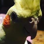 Profile Picture of Daniel Kiely (@danielkiely07) on Instagram