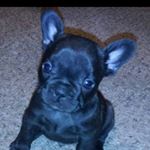 Profile Picture of Moose Wayne (@moose_wayne_the_batdog) on Instagram