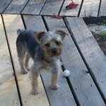 Profile Picture of Darcy Scicchitano (@darcyjohn) on Instagram