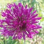 Profile Picture of Pia Andersson (@ridskolan_i_arnarp) on Instagram