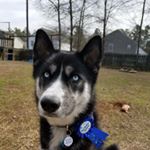 Profile Picture of koda james york (@koda_the__husky) on Instagram
