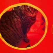 Profile Picture of Carly Blake (@cahlee) on Pinterest