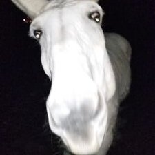 Profile Picture of BoAllen (@BoAllen14) on Twitter