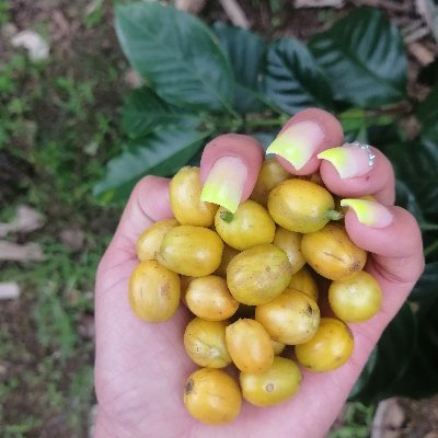 Profile Picture of Aracely Cano (@Aracelycano18) on Twitter