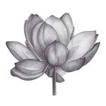 Profile Picture of Kate • Black Flora Tattoo • Warszawa (@blackflora.tattoo) on Instagram