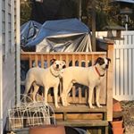 Profile Picture of Dan Crowder's Dogs (@dancrowdersdogs) on Instagram