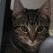 Profile Picture of Cinthia Sanchez (@CinthiaSanchez-hk8lt) on Youtube