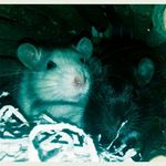 Profile Picture of Jeremy and Socks (@jeremy_and_socks) on Instagram