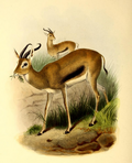 Profile Picture of Heuglin's gazelleon Wikipedia