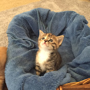 Profile Picture of Taylor Gunter (@taylorgunter7458) on Youtube