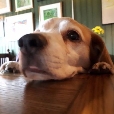 Profile Picture of KJ  🔶 (@k_ashbridge) on Twitter