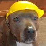 Profile Picture of Cara Sean Ryan (@caraseanryan1) on Instagram