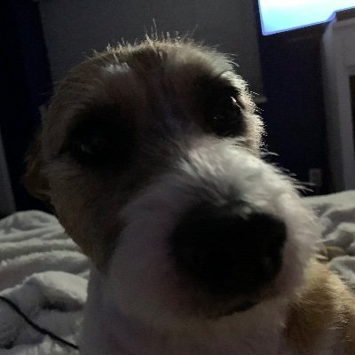 Profile Picture of Sean Brewster (@SeanBrewster9) on Twitter