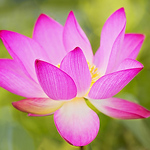 Profile Picture of Synapped By Renae Smith (@synapped by renae smith) on Flickr