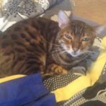 Profile Picture of Cordelia James (@cordelia_james33) on Instagram