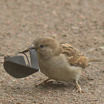 Fred Frosh - Flickr Profile Picture of Fred Frosh (@fred frosh) on Flickr