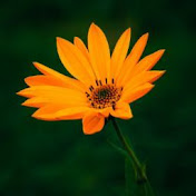 Profile Picture of Harshada Deshmukh (@harshadadeshmukh6085) on Youtube