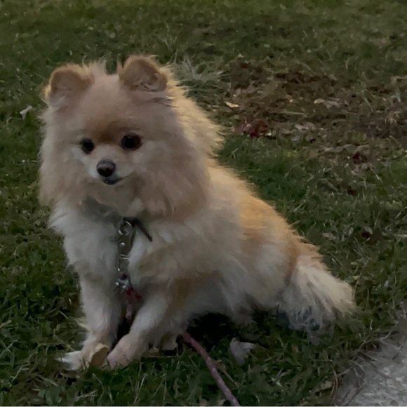 Profile Picture of Alexis Pinson (@puppukin) on Poshmark