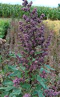 Profile Picture of Quinoa - Wikipediaon Wikipedia