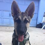 Profile Picture of Toby (@tobyshepard52) on Instagram