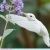 Profile Picture of Phyllis Metcalfe (@cheltri) on Pinterest
