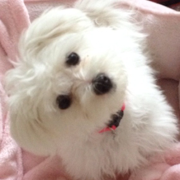 Profile Picture of Jenny Avgeris (@javgeris) on Poshmark