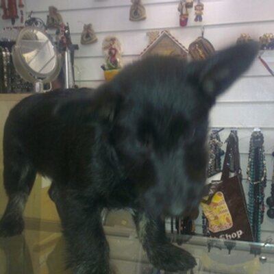 Profile Picture of Jimmy Vargas (@Jimmyvargas1979) on Twitter