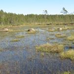 Profile Picture of Wesley Park Boggs Bog Park (@wesleyparkboggsbogpark) on Instagram