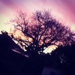 Profile Picture of Andre Dawson (@andreadawson) on Instagram