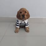 Profile Picture of Cooper Lorenzo (@Cooper-Lorenzo) on Facebook