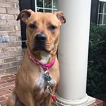 Profile Picture of Athena Castillo Newell (@life_of_athena_puppy) on Instagram