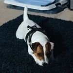 Profile Picture of Troy Gorillaz Danielson (@troy19691969) on Instagram
