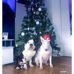 Profile Picture of garyviola (@garyviola1502) on Instagram