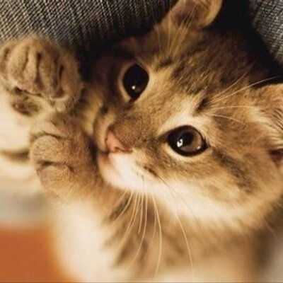 Profile Picture of Tabitha Chapman (@Tabby0067) on Twitter