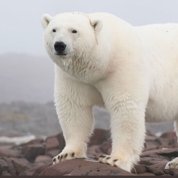 Profile Picture of Craig Webster (@craig73webster) on Twitter