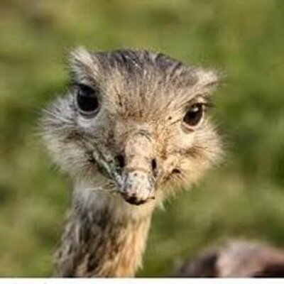 Profile Picture of Rhea Webb (@WebRhea) on Twitter