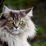 Profile Picture of Kimberly Kirsch (@crazy_beauty_cats) on Instagram