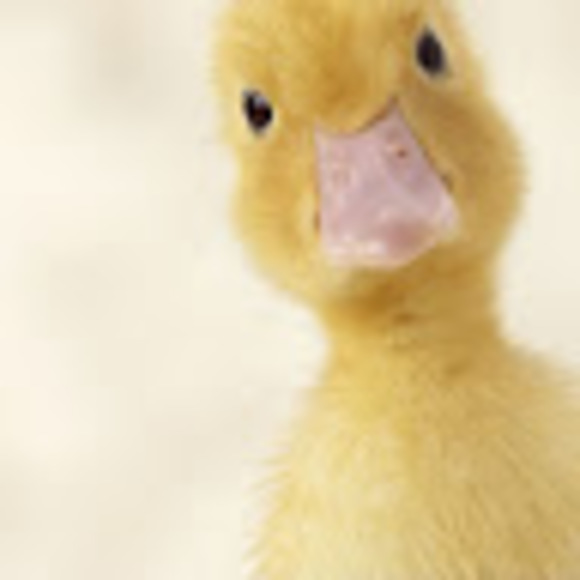 Profile Picture of Jeremy Pecorella (@jpecorella11) on Poshmark