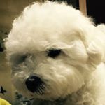 Profile Picture of Tommy (@tommylowcloud) on Instagram